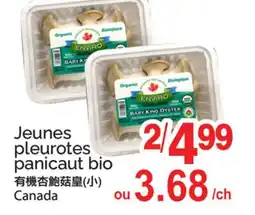 T&T Supermarket JEUNES PLEUROTES PANICAUT BIO offer