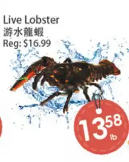 Fresh Palace Supermarket Live Lobster offer