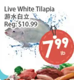 Fresh Palace Supermarket Live White Tilapia offer