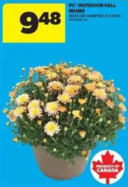 Real Canadian Superstore PC outdoor fall mums offer