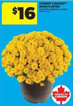 Real Canadian Superstore Farmer's Market mum planter offer