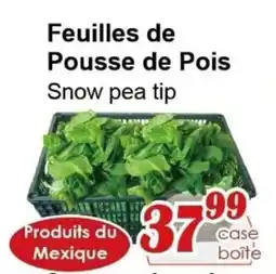 Marche C&T Feuilles de Pousse de Pois Snow pea tip offer