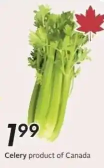 Safeway Celery offer