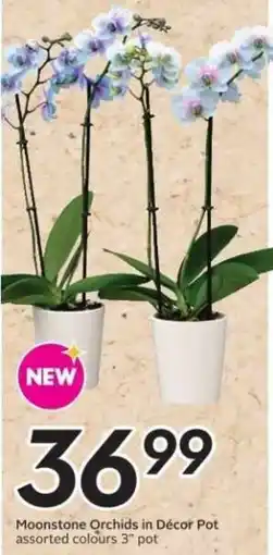 Safeway Moonstone Orchids in Décor Pot offer