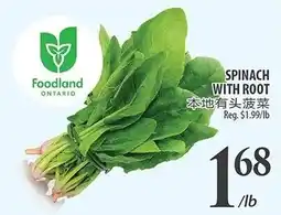 Al Premium Food Mart Spinach with root offer