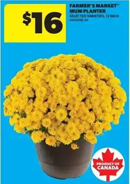 Real Canadian Superstore Farmer's Market Mum Planter offer