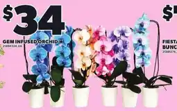 Loblaws Gem infused orchid offer