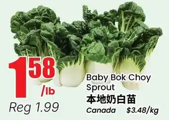 Baby Bok Choy Sprout