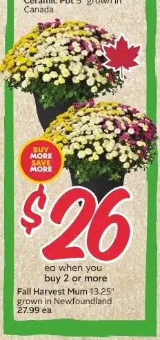 Sobeys Fall Harvest Mum offer