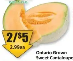 Starsky Sweet Cantaloupe offer