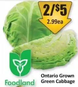 Starsky Foodland green cabbage offer