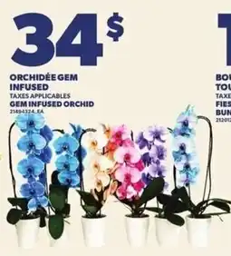 Provigo Orchidée Gem infused orchid offer