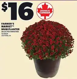 Loblaws Farmer's Market Mum Planter offer