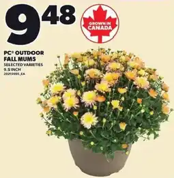 Loblaws PC outdoor fall mums offer