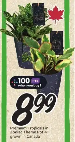 Sobeys Premium Tropicals in Zodiac Theme Pot offer