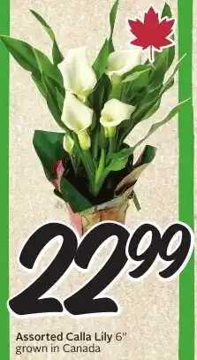 Sobeys Assorted Calla Lily offer