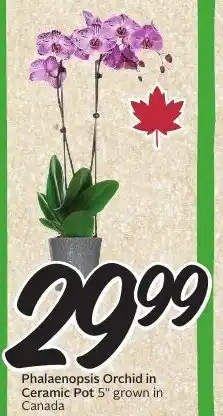Sobeys Phalaenopsis Orchid in Ceramic Pot offer
