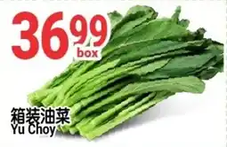 SunFood Supermarket Yu Choy offer