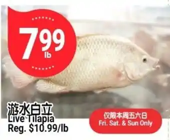Live Tilapia