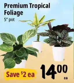 Farm Boy Premium Tropical Foliage offer