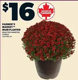 Zehrs Markets Farmer's Market Mum Planter offer