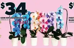 Zehrs Markets Gem infused orchid offer