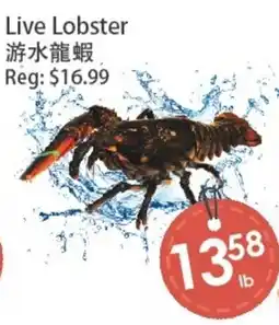 Fresh Palace Supermarket Live Lobster offer