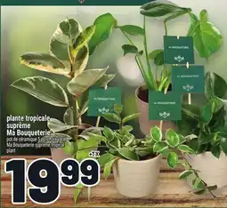 Metro PLANTE TROPICALE SUPRÊME MA BOUQUETERIE | MA BOUQUETERIE SUPREME TROPICAL PLANT offer