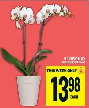 Food Basics 5" Orchid offer