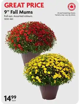 Home Hardware 9 Fall Mums offer