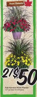 Sobeys Fall Harvest Mum Planter offer