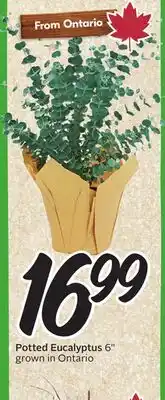 Sobeys Potted Eucalyptus offer