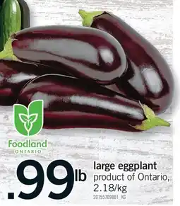 Fortinos LARGE EGGPLANT offer