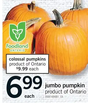 Fortinos JUMBO PUMPKIN offer