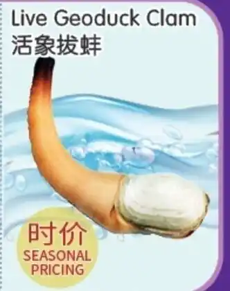 FreshWay Foodmart Live Geoduck Clam offer