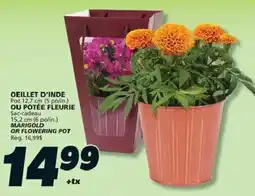 IGA Marigold or Flowering Pot offer