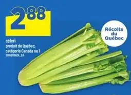 Maxi céleri offer