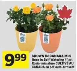 Co-op Mini Rose in Self Watering 4" pot offer