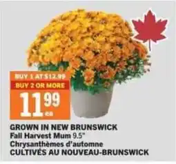 Co-op Fall Harvest Mum 9.5" offer