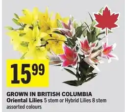 IGA Oriental Lilies 5 stem or Hybrid Lilies 8 stem offer