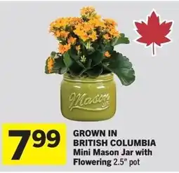 IGA Mason Mini Mason Jar offer