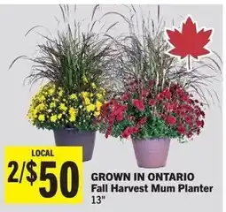 Foodland Fall Harvest Mum Planter offer