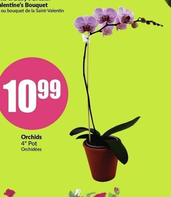 FreshCo Orchids offer