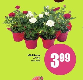 FreshCo Mini Roses offer