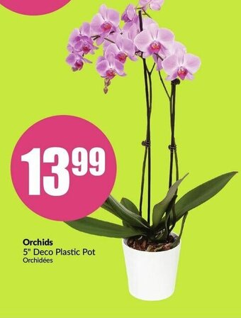 FreshCo Orchids offer