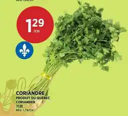 Kim Phat Coriandre offer