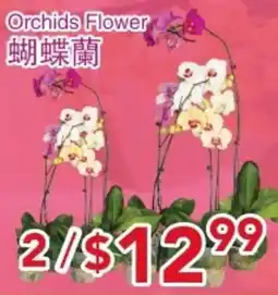 Yours Food Mart Orchids Flower offer
