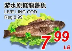 Foody World Live ling cod offer