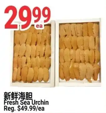 Fresh Sea Urchin