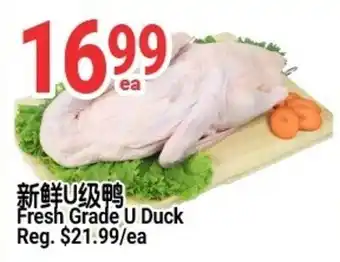 Fresh Grade U Duck
